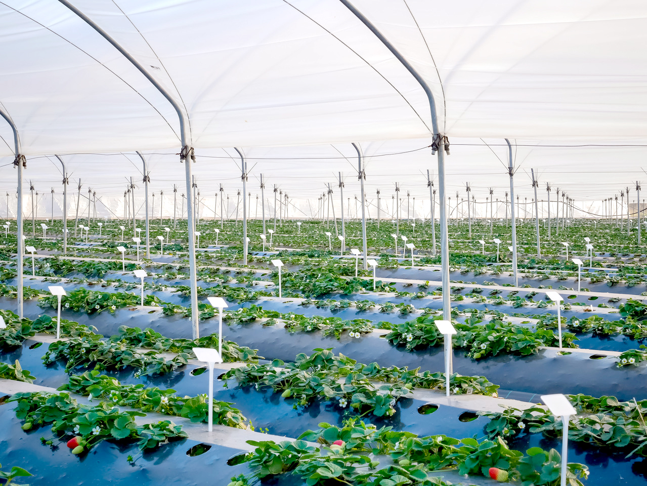 Plantación experimental de NSG