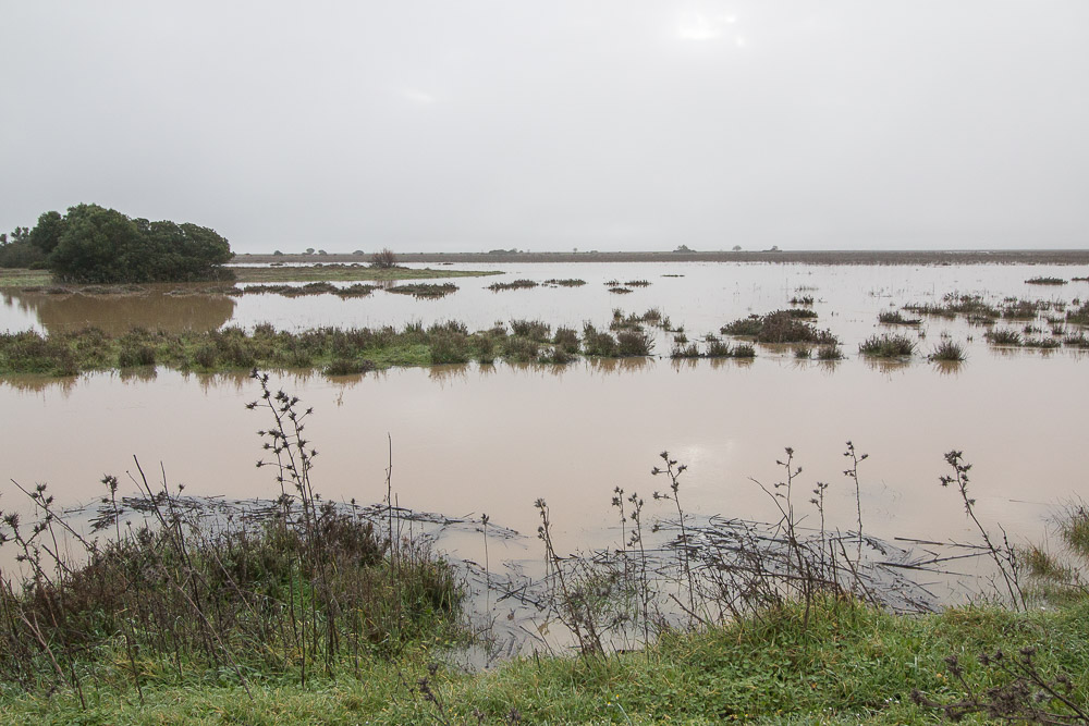 Foto: Discovering Doñana
