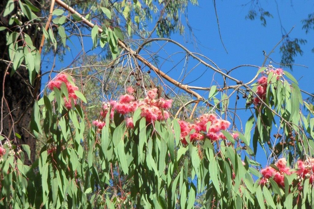 sendero 1