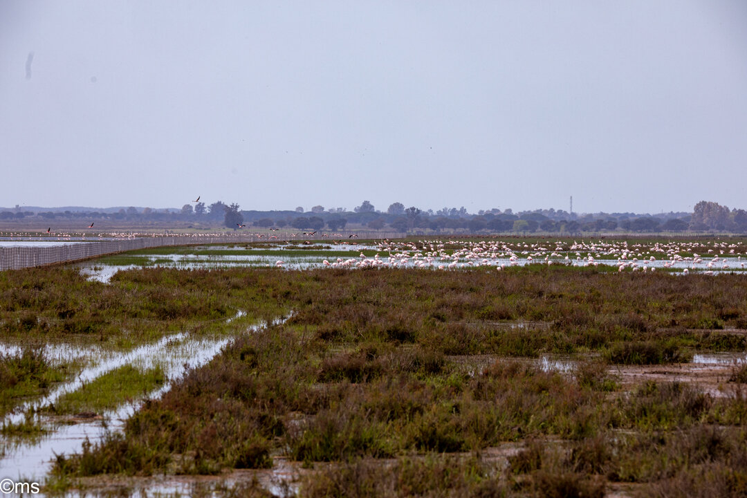 doñana 12