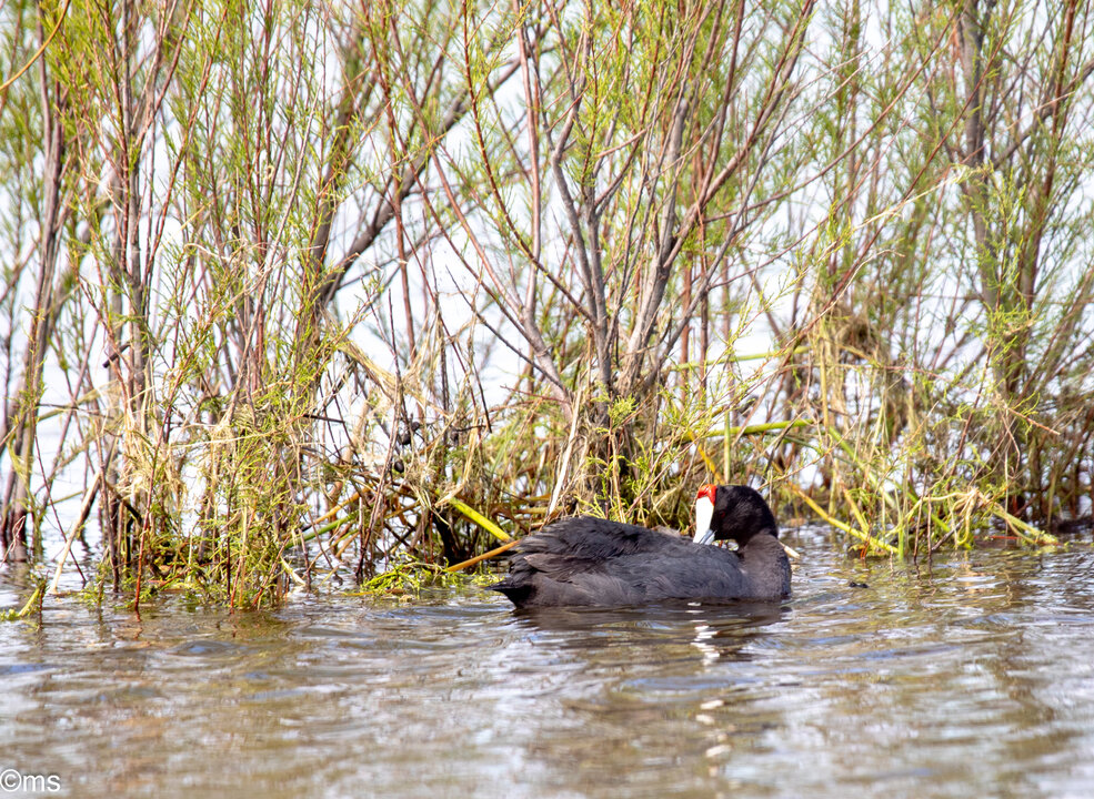 doñana 9