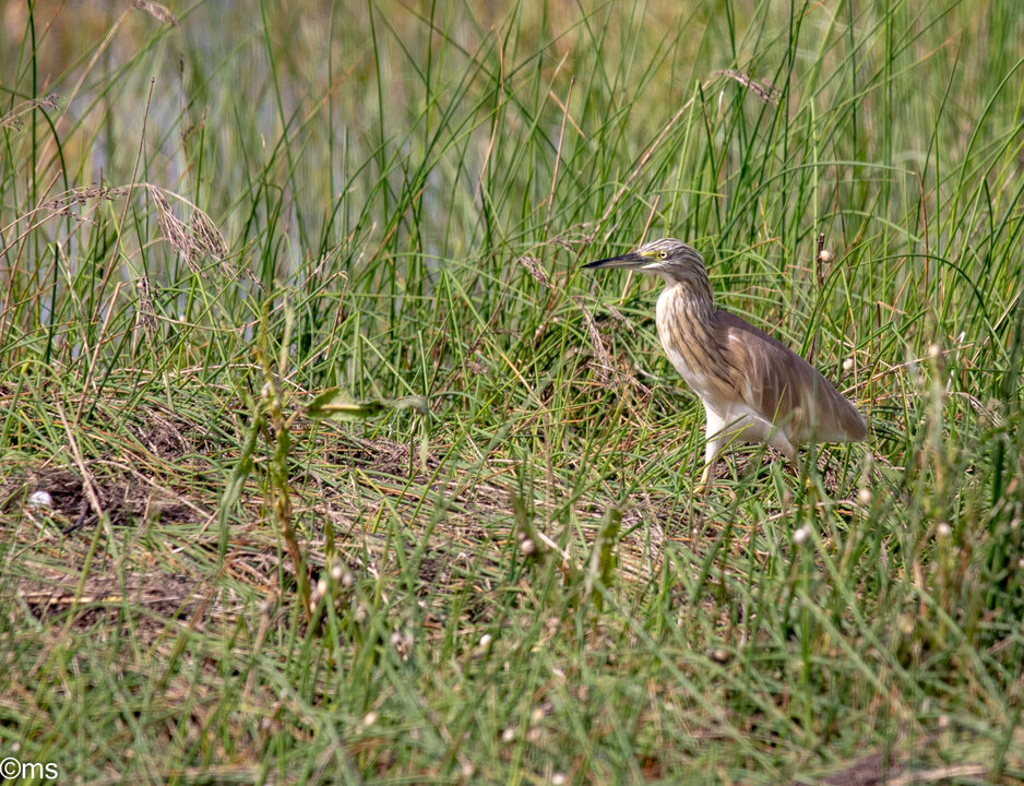 doñana 8