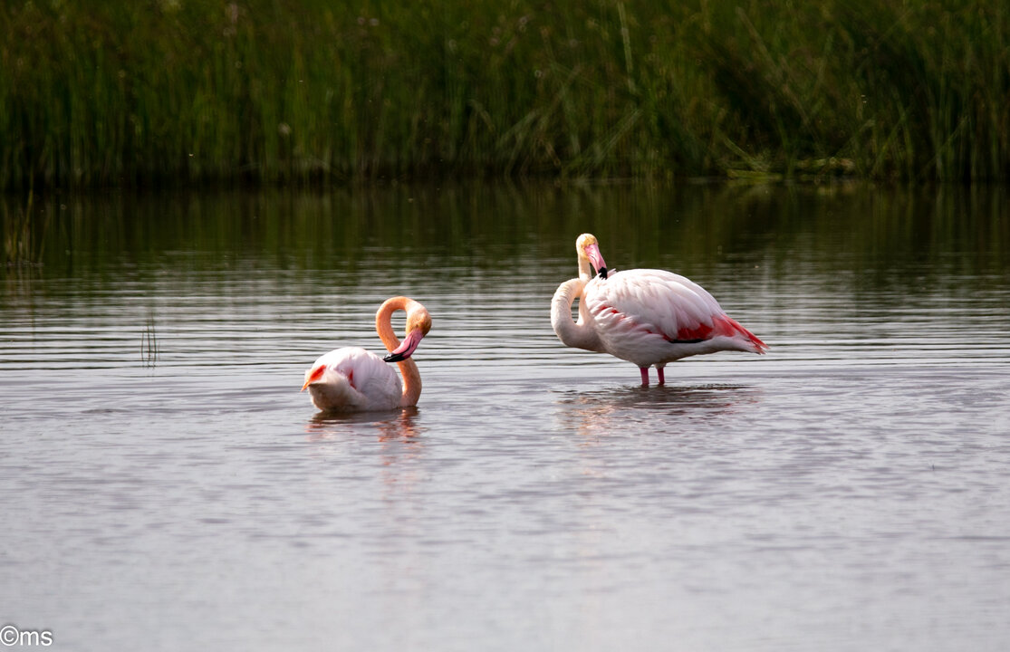 doñana 2