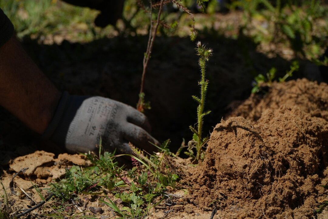 plantando