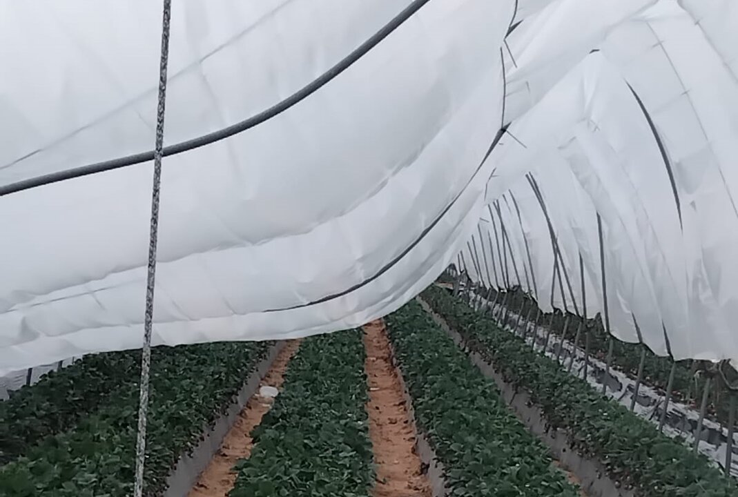 Invernaderos dañados por el viento