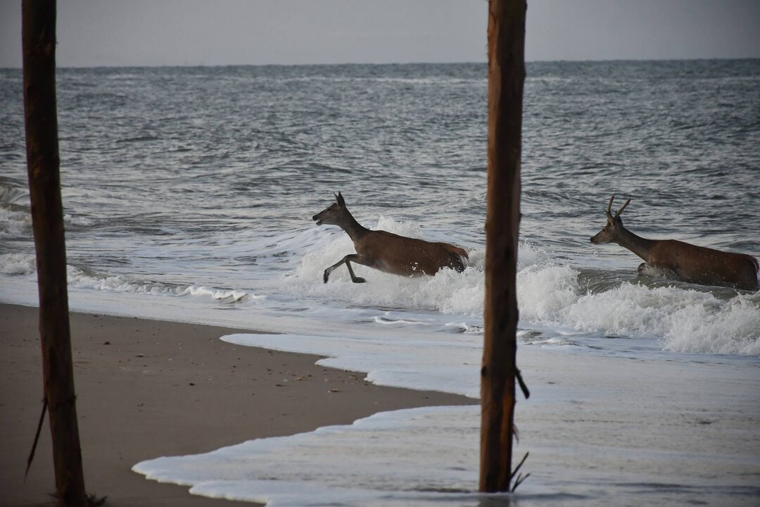 Fuente: Urbanización Playa de Matalascañas