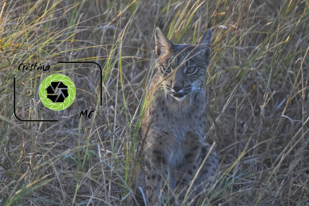 Lince ibérico en la visita. Fuente: Cristina Méndez