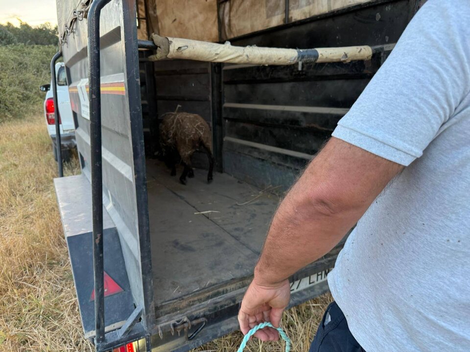Retiran una borrega suelta en la carretera hacia Rociana. Fuente: Policía Local de Almonte