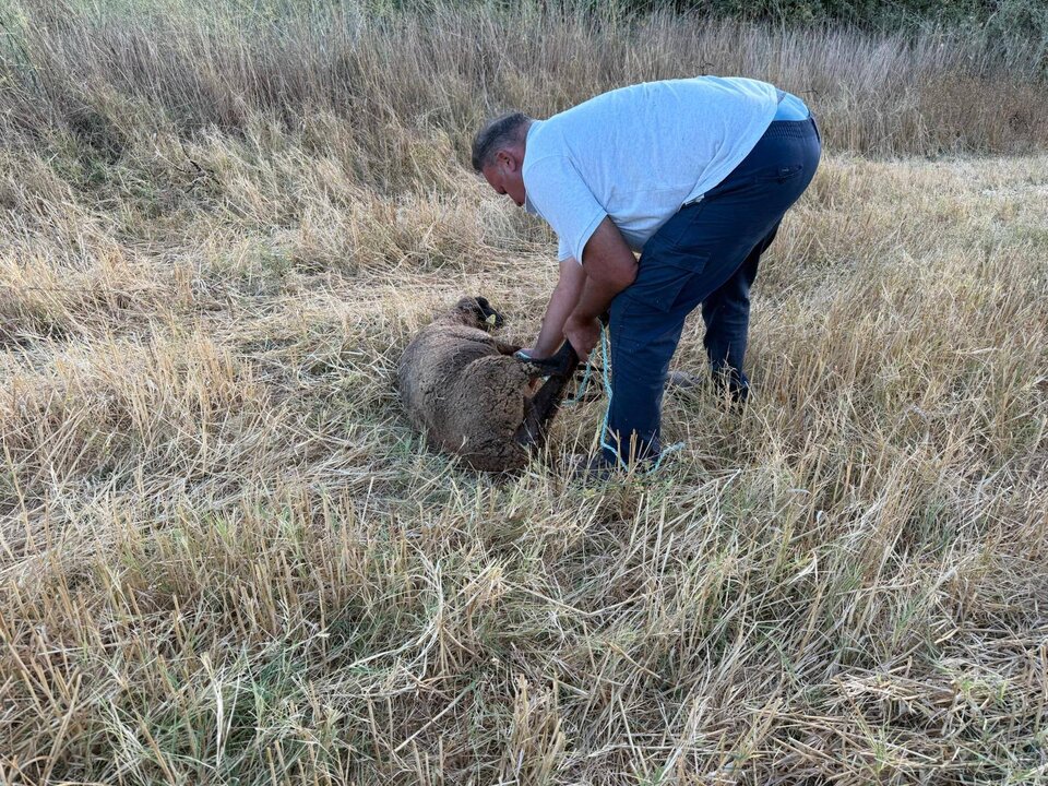 Retiran una borrega suelta en la carretera hacia Rociana. Fuente: Policía Local de Almonte