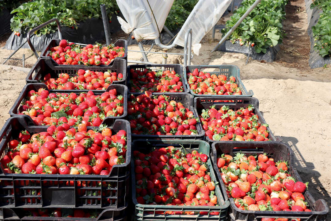 Fuente: Asociación de Agricultores Puerta de Doñana.
