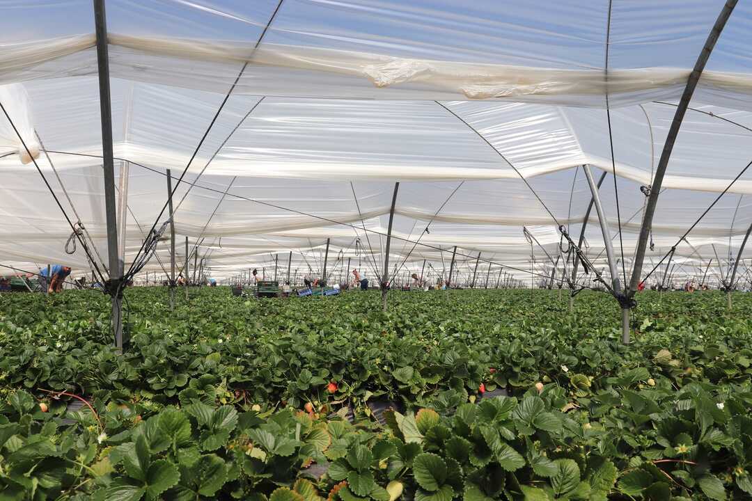 Fuente: Asociación de Agricultores Puerta de Doñana.