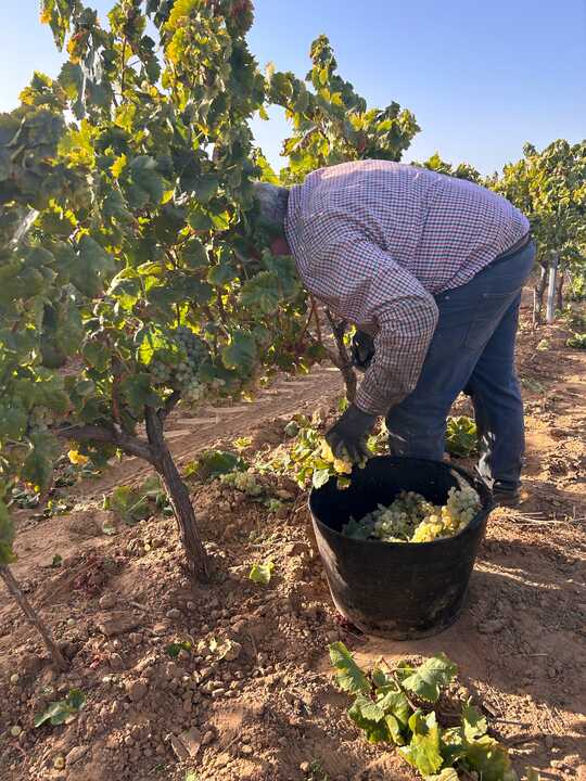 Fuente: Consejo Regulador del Condado de Huelva.