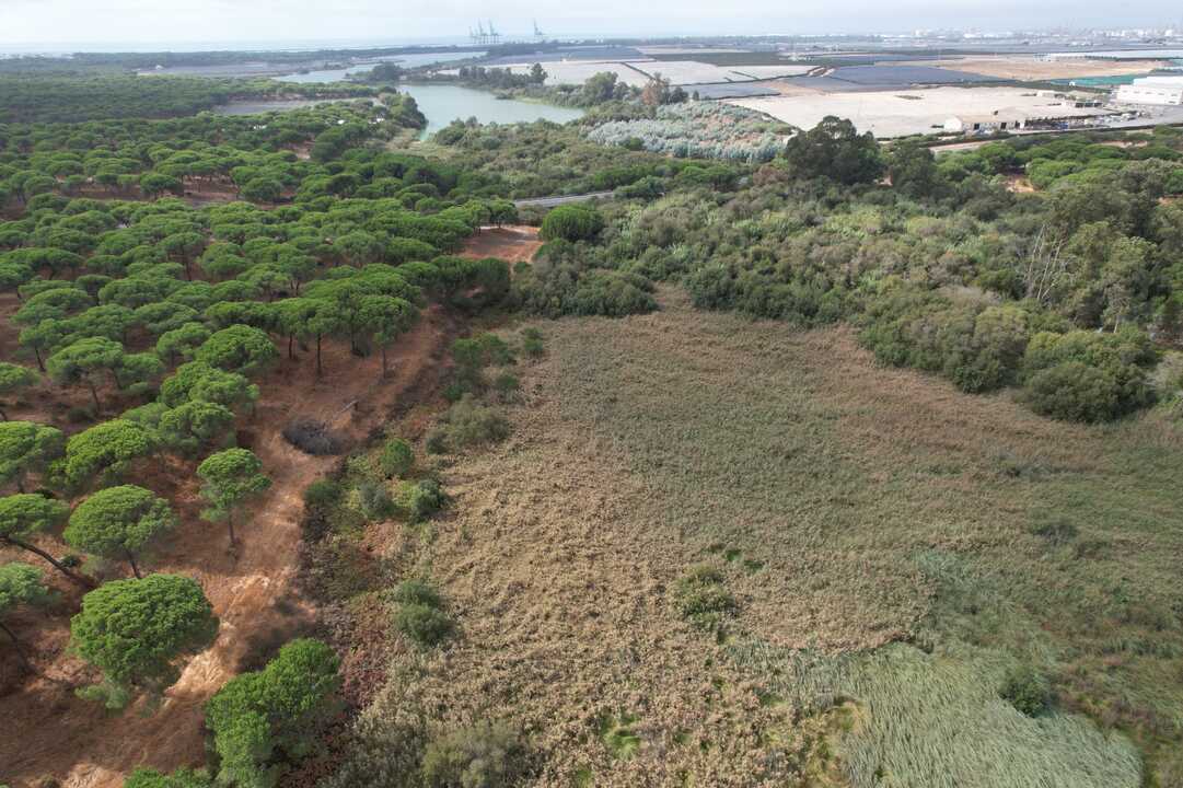 La laguna rodeada de un importante pinar