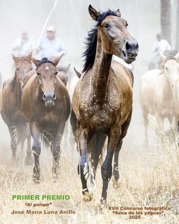 Primer premio y cartel oficial para 2026. Fuente: Ayto. Almonte