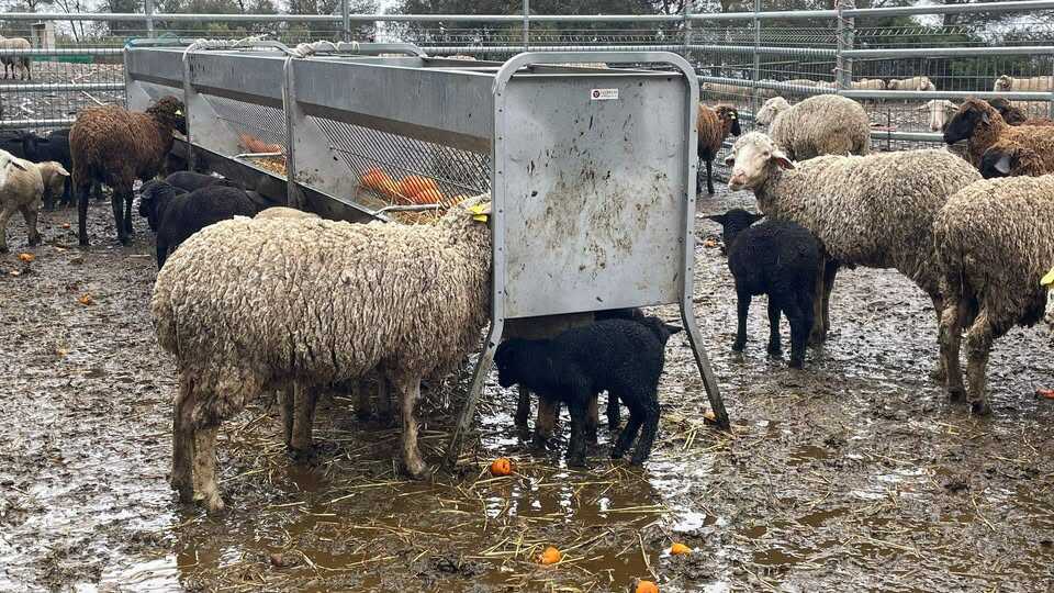 ovejas lluvia