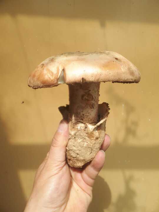 gurumelo 3