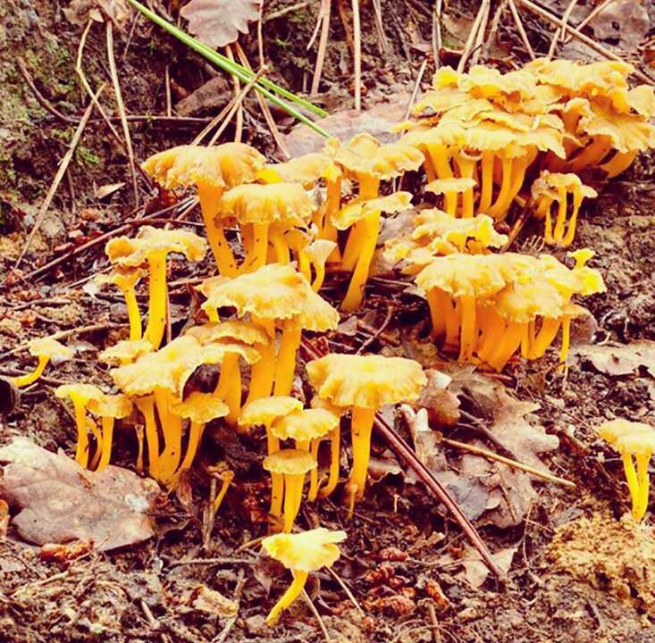 angula de monte