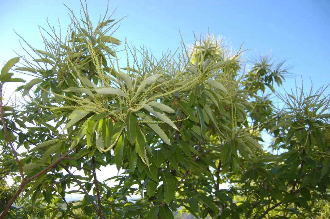 Castaño en flor