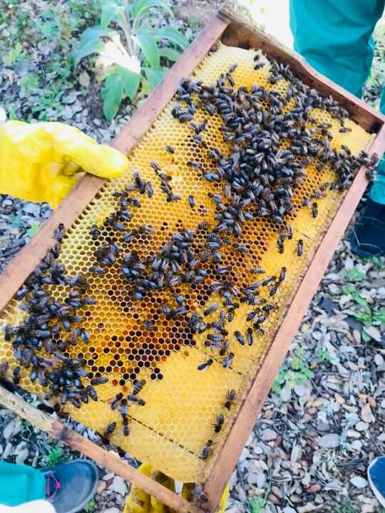 panal miel abejas 3