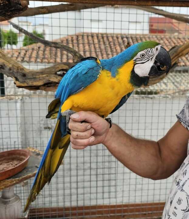 Currito, guacamayo perdido en Santa Olalla del Cala 2