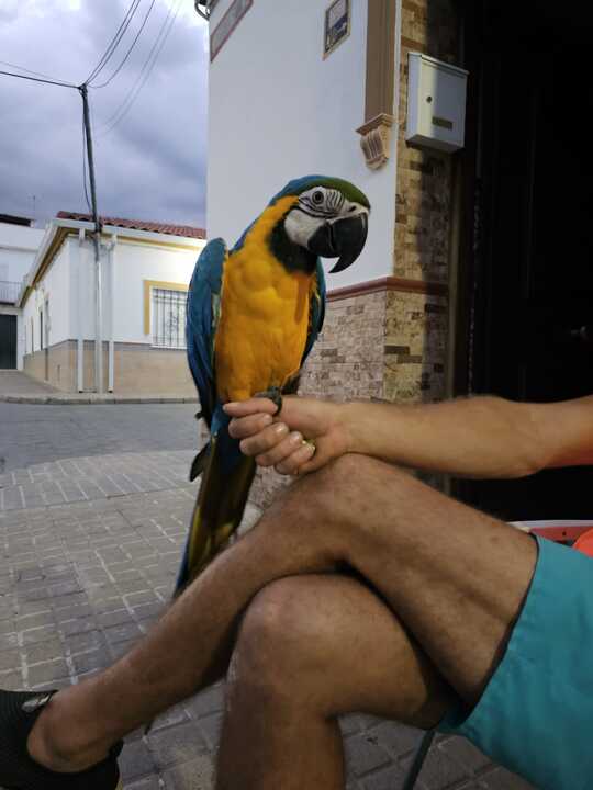 Currito, guacamayo perdido en Santa Olalla del Cala 3