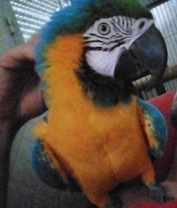 Currito, guacamayo perdido en Santa Olalla del Cala 04