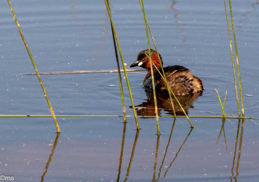 Fuente: Facebook Espacio Natural de Doñana