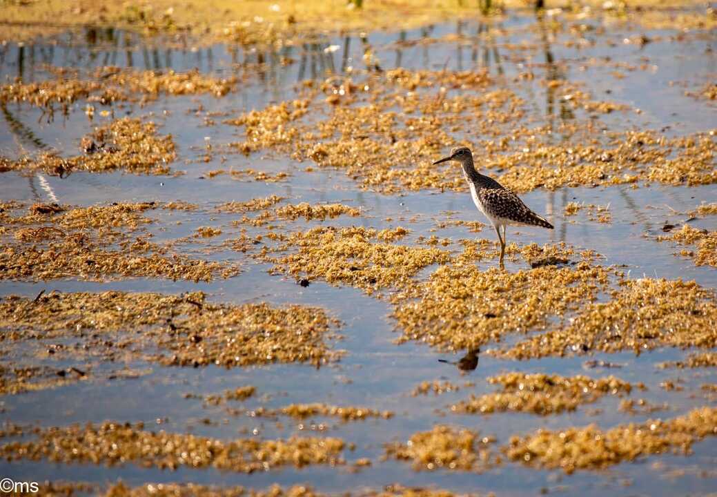 Fuente: Facebook Espacio Natural de Doñana
