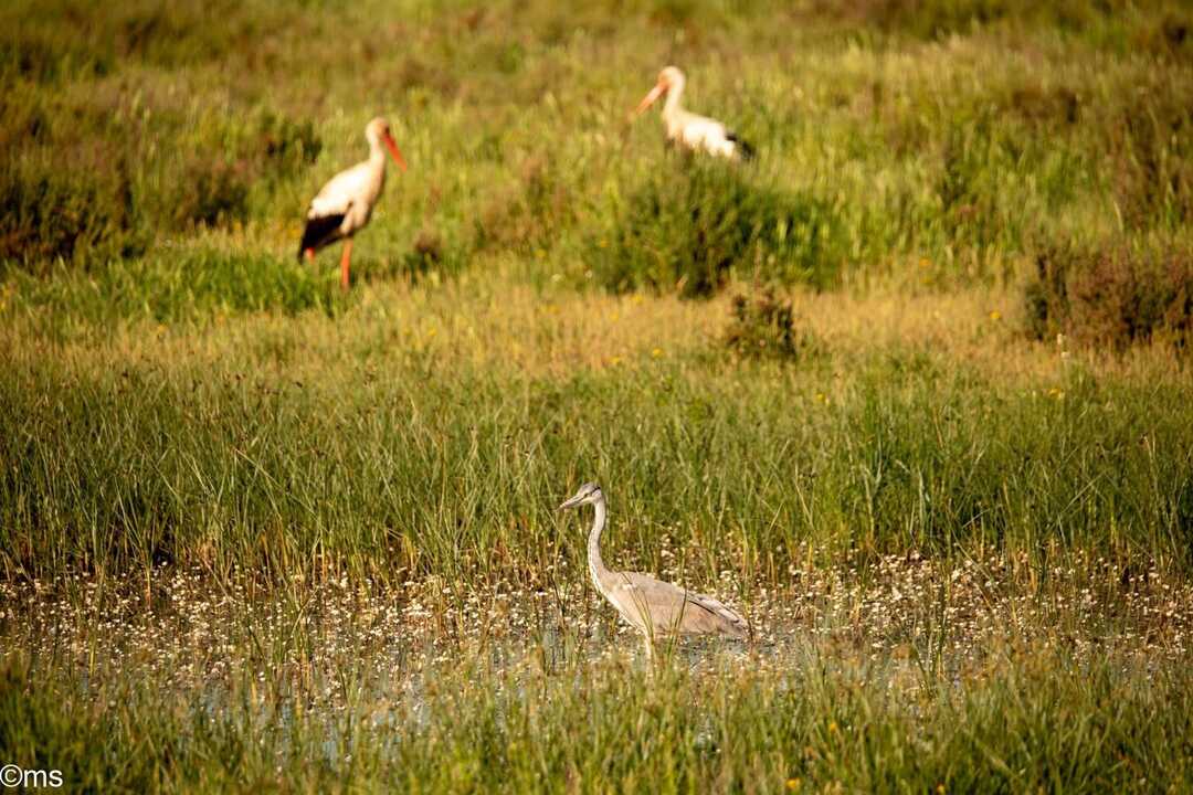 Fuente: Facebook Espacio Natural de Doñana