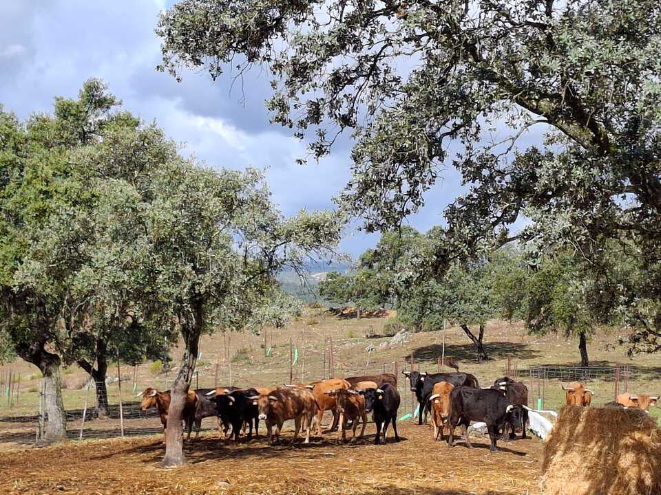 vacas capeas Cumbres Mayores 2