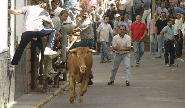 vacas capeas Cumbres Mayores 4